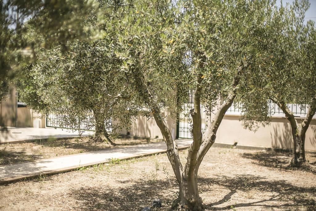 Olive Tree Apartments Fourka Extérieur photo