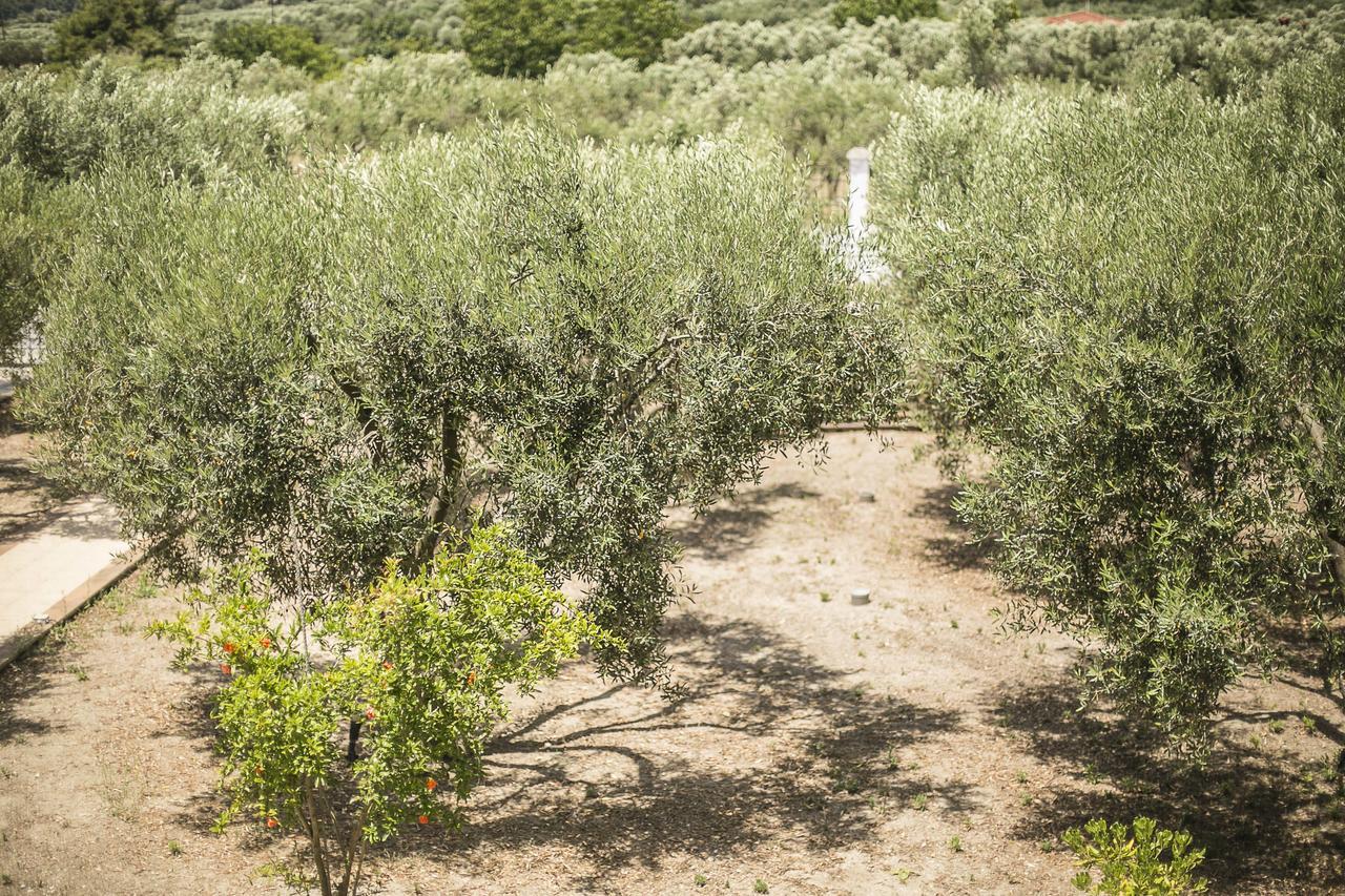 Olive Tree Apartments Fourka Extérieur photo